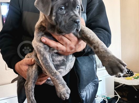 A Scr Son Yavru Dişi Cane Corso Blue Brindle görsel