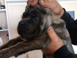 A Scr Son Yavru Dişi Cane Corso Blue Brindle