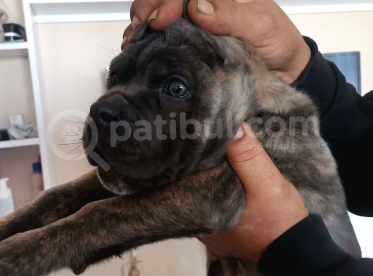 A Scr Son Yavru Dişi Cane Corso Blue Brindle görsel