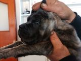 A Scr Son Yavru Dişi Cane Corso Blue Brindle