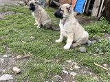 Mükemmel kalite SAF KANGAL  yavrular