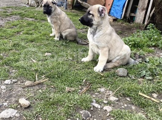 Mükemmel Kalite Saf Kangal  Yavrular