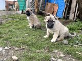 Mükemmel Kalite Saf Kangal  Yavrular