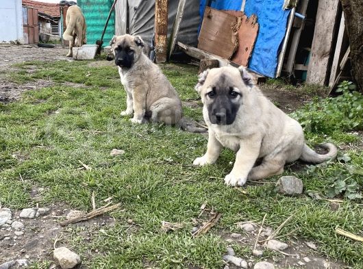 Mükemmel Kalite Saf Kangal  Yavrular görsel