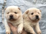 Mükemmel Kalite Chow Chow Yavrular