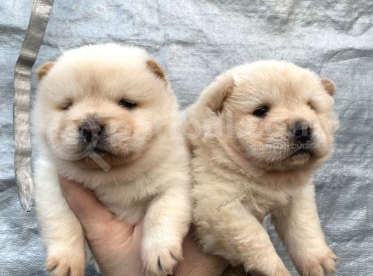 Mükemmel Kalite Chow Chow Yavrular görsel