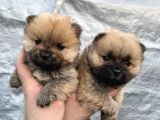 Mükemmel Kalite Chow Chow Yavrular
