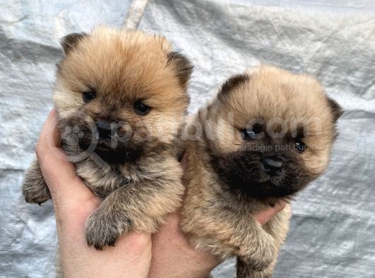 Mükemmel Kalite Chow Chow Yavrular görsel