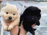 Mükemmel kalite CHOW CHOW yavrular