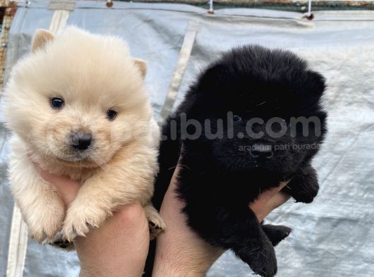 Mükemmel Kalite Chow Chow Yavrular