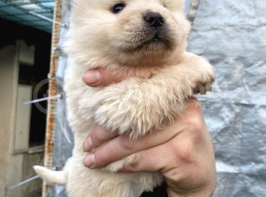 Mükemmel Kalite Chow Chow Yavrular görsel