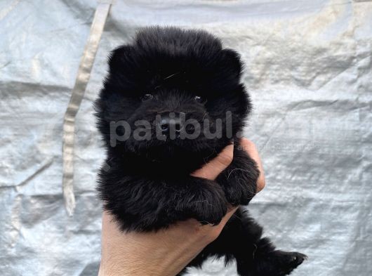Mükemmel Kalite Chow Chow Yavrular görsel