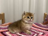 Golden British Shorthair
