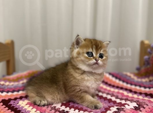 Golden British Shorthair görsel