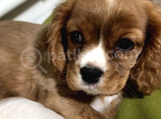2 Aylık Ruby Dişi Blenheim Erkek görsel