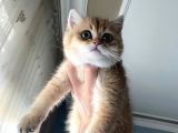 Golden British Shorthair
