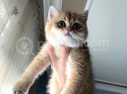 Golden British Shorthair görsel