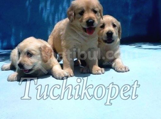 Mükemmel Golden Retri̇ever Bebekler görsel