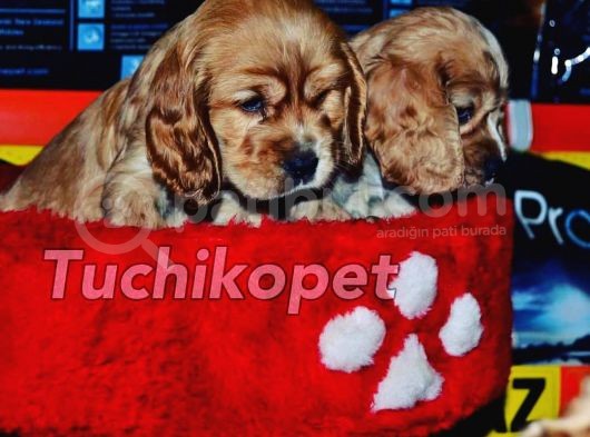 Amri̇can  Cocker Bebekler görsel