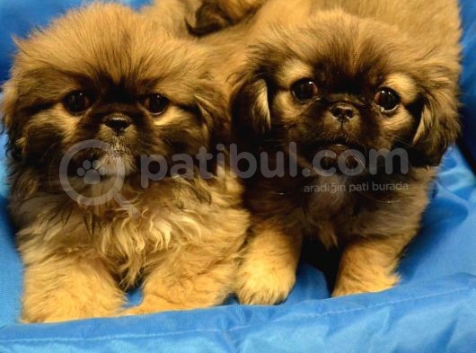 Peki̇nez Bebekler
