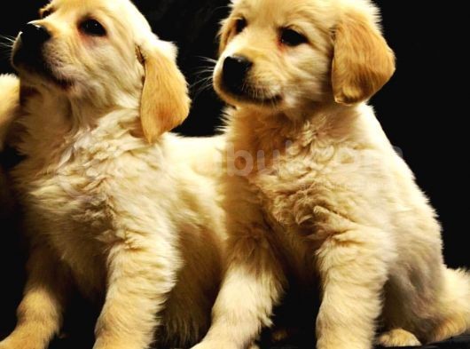 Golden Retri̇ever Yavrulari