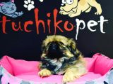 Peki̇nez Bebekler