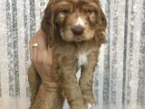 3 Aylık Cocker