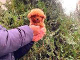 TOOY POODLE YAVRUMUZ 0 TEACUP 