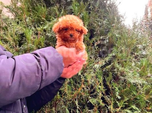 Tooy Poodle Yavrumuz 0 Teacup 