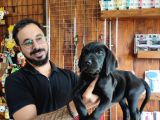 A Kalite Labrador Retriever Yavrularımız