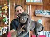 A Kalite Labrador Retriever Yavrularımız
