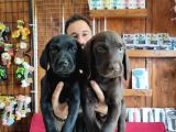 A Kalite Labrador Retriever Yavrularımız