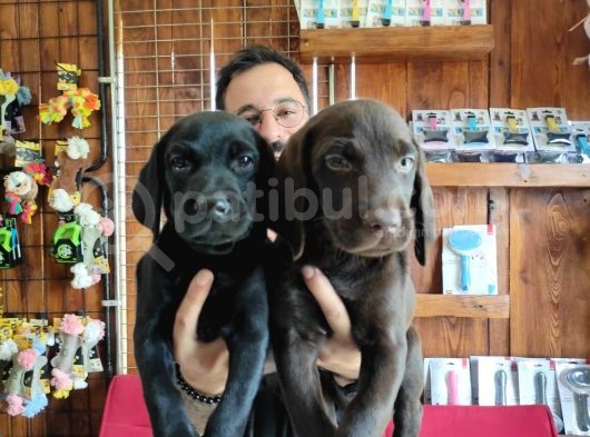 A Kalite Labrador Retriever Yavrularımız görsel