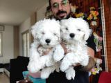 Bembeyaz Maltese Terri̇er 0 Numara