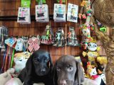 A Kalite Labrador Retriever Yavrularımız