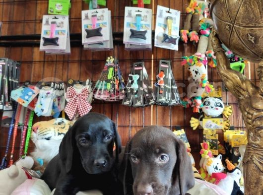 A Kalite Labrador Retriever Yavrularımız görsel