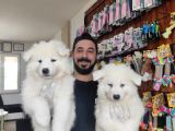 AYİ YAVRUSU SAMOYED A KALİTE IRK