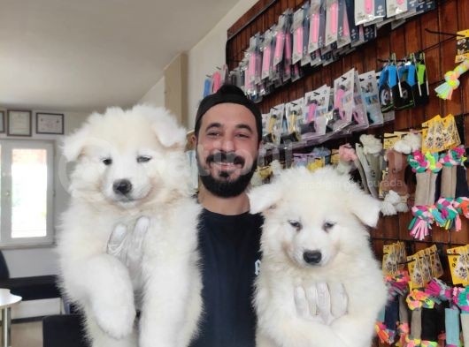 Ayi̇ Yavrusu Samoyed A Kali̇te Irk