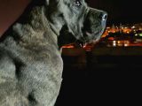 Ukifed A Scrli̇  Blue Cane Corso Italiano Yavrularımız
