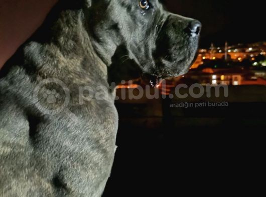 Ukifed A Scrli̇  Blue Cane Corso Italiano Yavrularımız görsel