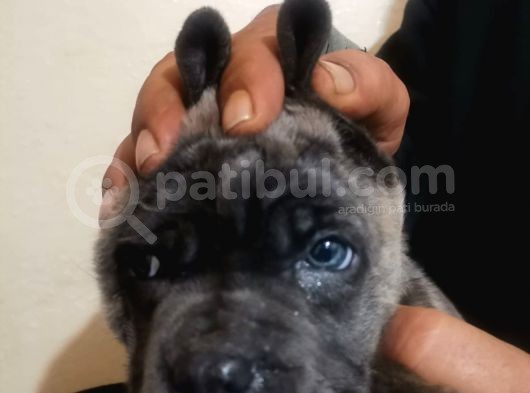 Ukifed A Scrli̇  Blue Cane Corso Italiano Yavrularımız görsel
