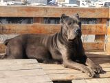 Ukifed A Scrli̇  Blue Cane Corso Italiano Yavrularımız