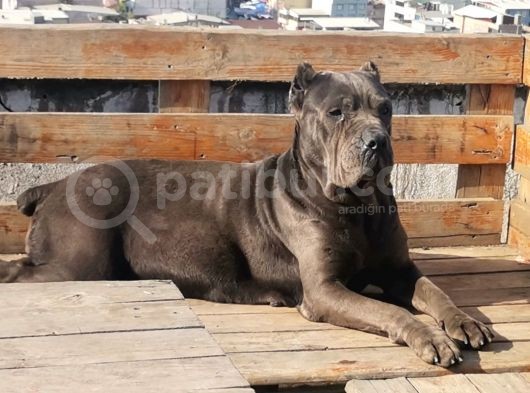 Ukifed A Scrli̇  Blue Cane Corso Italiano Yavrularımız görsel