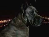 Ukifed A Scrli̇  Blue Cane Corso Italiano Yavrularımız
