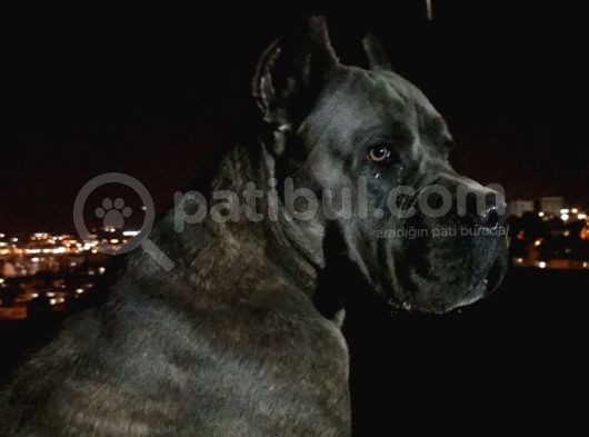 Ukifed A Scrli̇  Blue Cane Corso Italiano Yavrularımız görsel