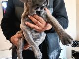 Ukifed A Scrli̇  Blue Cane Corso Italiano Yavrularımız