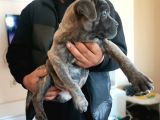 Ukifed A Scrli̇  Blue Cane Corso Italiano Yavrularımız