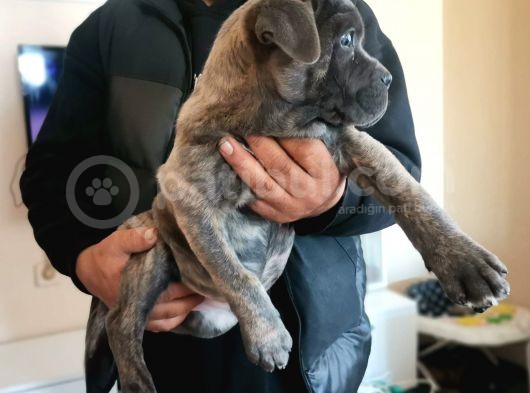 Ukifed A Scrli̇  Blue Cane Corso Italiano Yavrularımız görsel