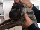 Ukifed A Scrli̇  Blue Cane Corso Italiano Yavrularımız