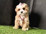 Dizayn  renk maltipoo 